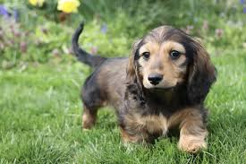 Dachshund thumbnail